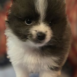 River - Blue parti male Pomeranian puppy in Pickton, Texas from Mandy's Precious Poms
