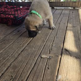 Green - Fawn male Mastiff puppy in Uhrichsville, Ohio from Angela's Mastiffs