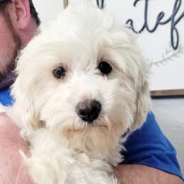 Bobbi Jo - Shihpoo