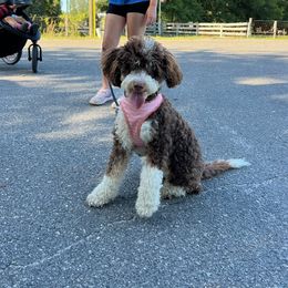 Maizy - Bernedoodle