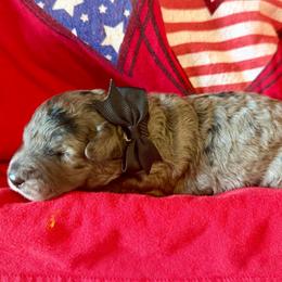 Cosmo- black boy - Blue merle male Aussiedoodle puppy in Midlothian, Texas from Gray Doodles