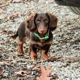Yogi - Dachshund