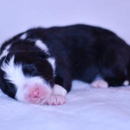 Veneto - Black tri-color male Australian Shepherd puppy in Easton, Missouri from MMA Kennel