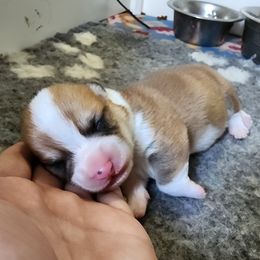 Red Boy - Sable male Pembroke Welsh Corgi puppy in Warrensburg, New York from The Adirondack Corgi