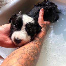 Boy 2 - Black and white male American Corgi puppy in Castle Rock, Washington from R and b corgis and farm