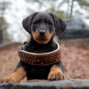Beauceron Puppies from Beaucerons Des Vents