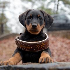 Beauceron Puppies from Beaucerons Des Vents