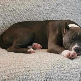 American Bully Puppies from Night Court Bullies