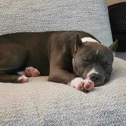 American Bully Puppies from Night Court Bullies