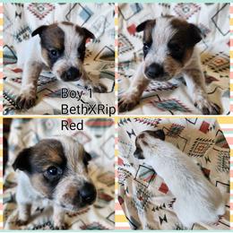 Boy 1 - Red speckled male Australian Cattle Dog puppy in Bradford, Arkansas from Cedar Rock Heelers and Kelpies
