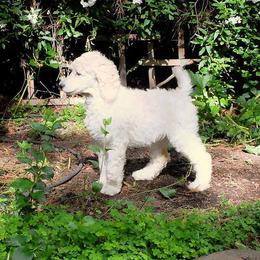 Poodle Puppies from Furball Forest Poodles