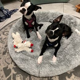 Boston Terrier Puppies from K&N Boston Paws