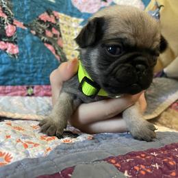 Male fawn 2 - Fawn male Pug puppy in Hanover, Virginia from Pure Pugs