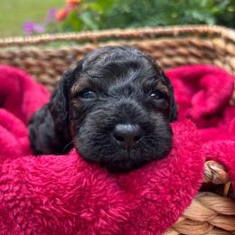 Liberty - Black white and tan female Cockapoo puppy in Egg Harbor City, New Jersey from Grace Given Cockapoos (GGC)