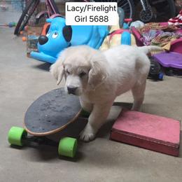 Lacy Girl 5 - Light golden female Golden Retriever puppy in Niles, Michigan from Family Raised Goldens