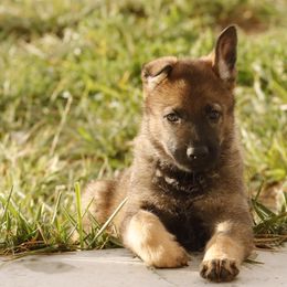 German Shepherd Puppies from Vom Haus Denfors K9