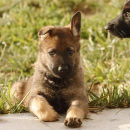 German Shepherd Puppies from Vom Haus Denfors K9