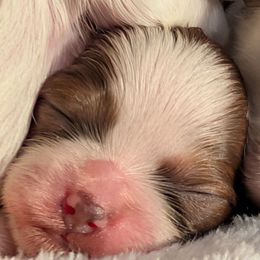 Little girl - Parti female Yorkipoo puppy in Idaho from Little Rascal Ranch