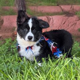 Ace-fluffy - Black and white male Cardigan Welsh Corgi puppy in Hope, Arkansas from Foxy Knoll Farm