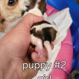 Puppy 2 - White black and tan female Papillon puppy in Conetoe, North Carolina from Southern Belle's Biewer Terriers & Papillons