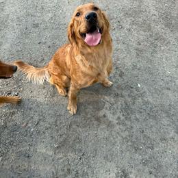 Golden Retriever puppies from 11 Oaks Kennels