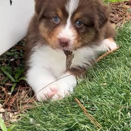 Casseopeia (long tail) - Red tri-color female Australian Shepherd puppy in Jacksonville, Florida from Solace Australian Shepherds