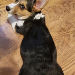 American Corgis from Hoppin’ B Corgis