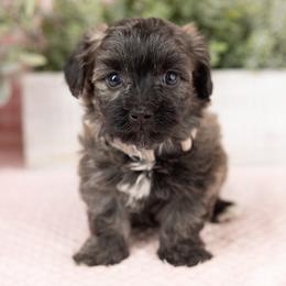 Cavapoo, Cockapoo, Maltipoo, and Poodle Puppies from My Doodle Puppy