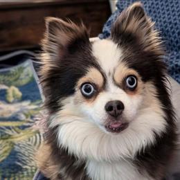 Tot - Pomsky
