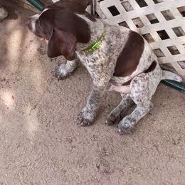 Lime green - Liver roan male German Shorthaired Pointer puppy in Marble, Florida from Dancin' German Shorthaired Pointer's