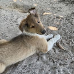 Go - Sable and white male Collie puppy in Bamberg, South Carolina from Shakhor Ohr Collies and Pomeranians