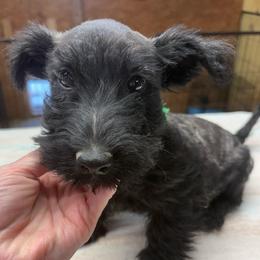 Leo ( Dark Green) - Brindle male Scottish Terrier puppy in Chattanooga, Oklahoma from Lottie Dottie Scottie’s and Papillons