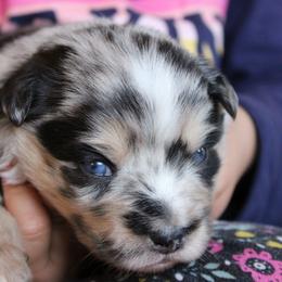 Bingo - Blue merle female Australian Shepherd puppy in Sonoita, Arizona from Gardner Canyon Kennels