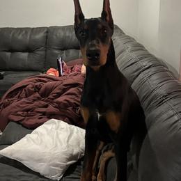 Vanish - Black and rust female Doberman Pinscher puppy in Lafayette, Louisiana from Indah Lux Dobermans