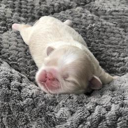 Bailey Biscuits - Liver and white female Shih Tzu puppy in Milton, Florida from Shih tzu adventures of Santa Rosa Florida