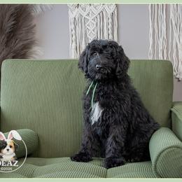 Geraldine - Black and white female Bernedoodle puppy in Connersville, Indiana from Deaz Doodle Ranch