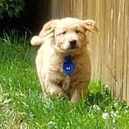 Golden Retrievers from Heart of Gold Goldens
