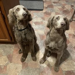Weimaraner puppies from Treaty Line Long Haired Weimaraners