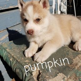 Siberian Husky Puppies from Little Handsome Siberians