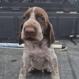 Lincoln - White and chestnut male Bracco Italiano puppy in Silver Summit, Utah from Snow Peak Kennel