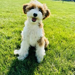 Bailey - Goldendoodle