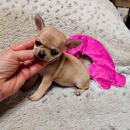 Romeo - Fawn male Chihuahua puppy in Ligonier, Indiana from Country Charm Chihuahuas