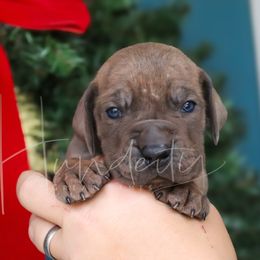 Tide - Blue male Great Dane puppy in Denison, Texas from Hundeity Great Danes