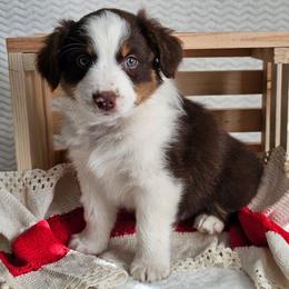 Rex - Red tri-color male Australian Shepherd puppy in Mountain Grove, Missouri from K Bar H Farms