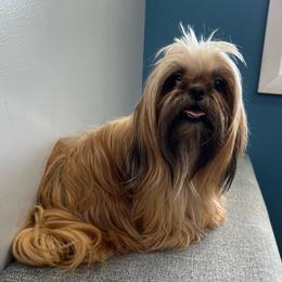 Arabella - Shih Tzu