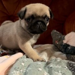 Boy1 - Fawn male Pug puppy in Vale, North Carolina from Von Katzenstein Kennel