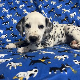 Diamond(LUA)- Pink - White and black female Dalmatian puppy in Claremore, Oklahoma from Lotsofdots Dalmatians