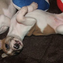 Whippet Puppies from Mohr Whippets