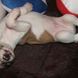 Whippet Puppies from Mohr Whippets
