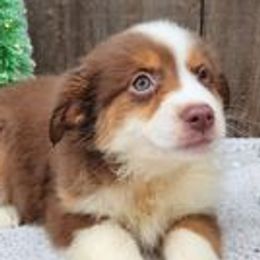 Australian Shepherds and Siberian Huskies from Owl Creek Aussies